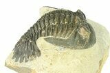 Bargain, Hollardops Trilobite Fossil - Ofaten, Morocco #287462-3